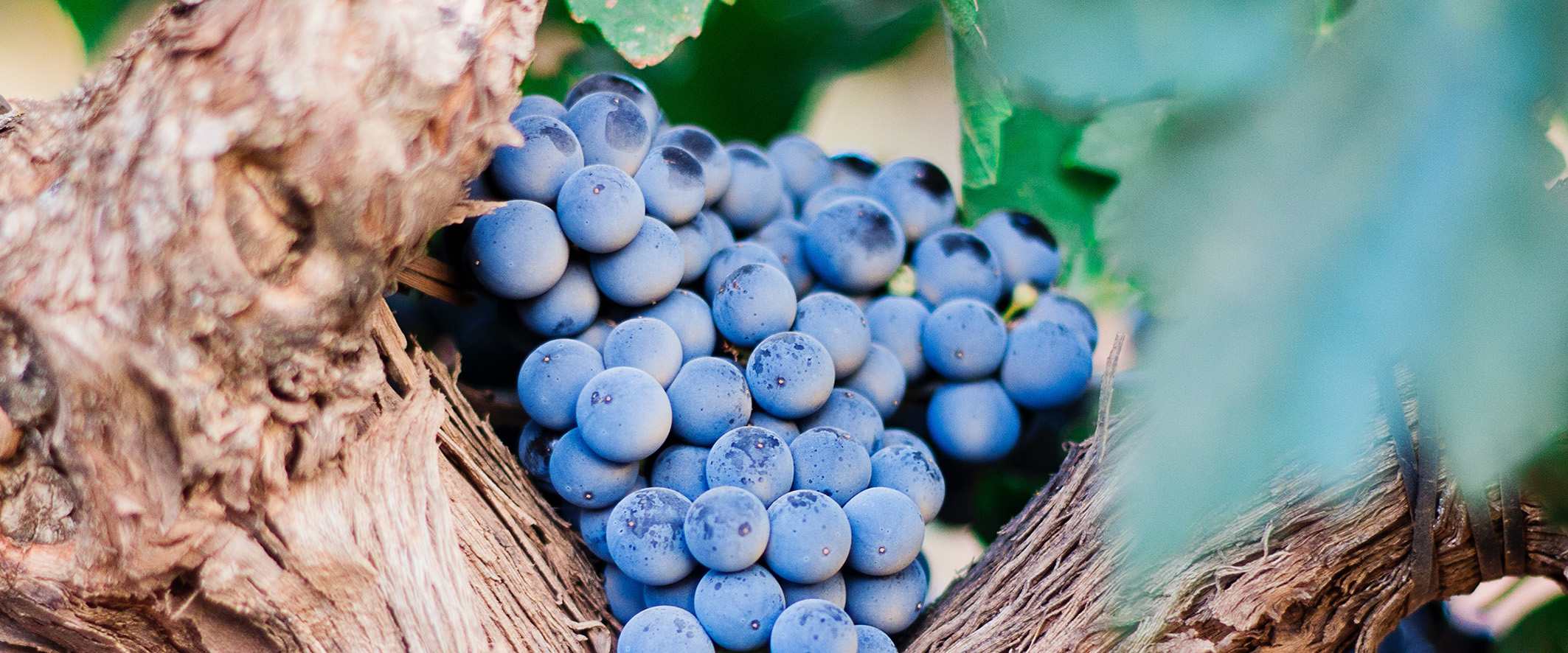 Plasereraud IP Marques viticoles