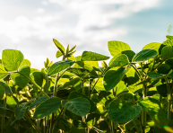 Plasseraud IP partenaire de Bioeconomy for Change (B4C), le réseau de référence de la bioéconomie en France, en Europe et à l’international