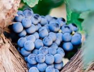 Plasereraud IP Marques viticoles