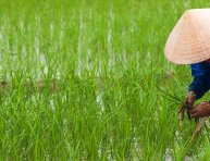 Nouvel accord de l'OMPI : un pas décisif pour les ressources génétiques et les savoirs traditionnels associés