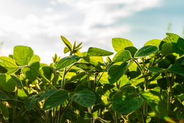 Plasseraud IP partenaire de Bioeconomy for Change (B4C), le réseau de référence de la bioéconomie en France, en Europe et à l’international