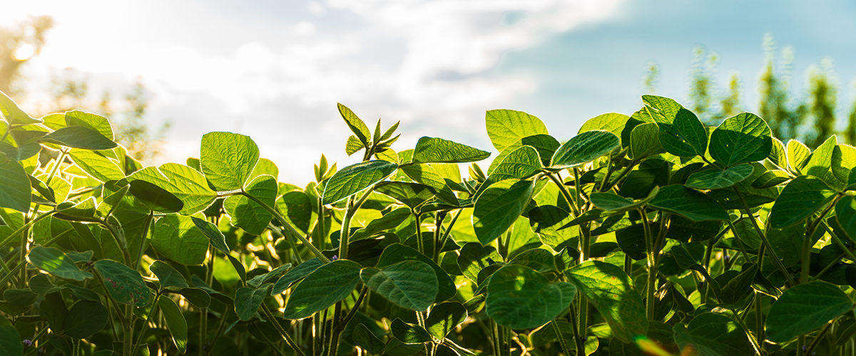 Plasseraud IP partenaire de Bioeconomy for Change (B4C), le réseau de référence de la bioéconomie en France, en Europe et à l’international