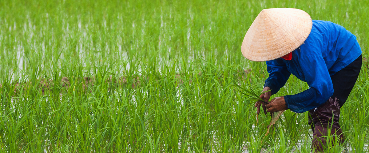 Nouvel accord de l'OMPI : un pas décisif pour les ressources génétiques et les savoirs traditionnels associés
